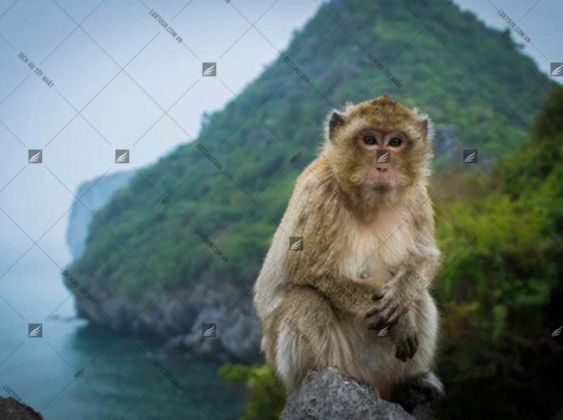 Đảo khỉ Cát Bà