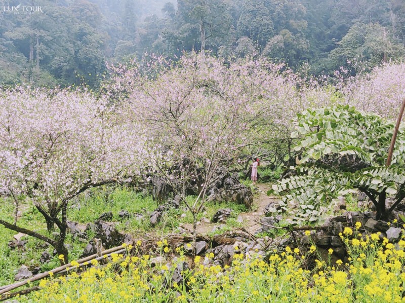 Bản Lóng Luông khoác lên mình sắc hồng đào